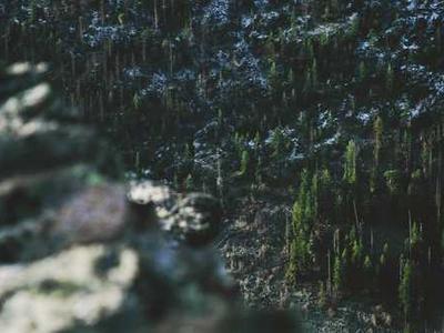 Larrikin acquires Purcell novel